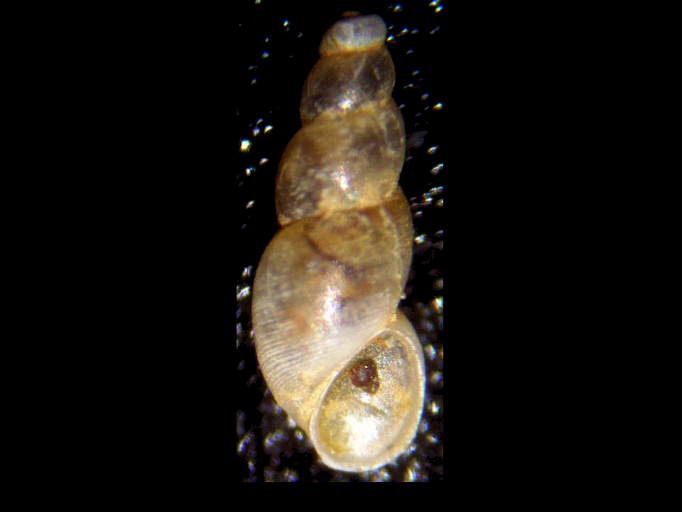 Onoba sps